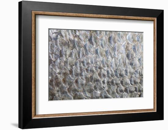 USA, Washington. Detail Abstract of Fish Scales-Don Paulson-Framed Photographic Print