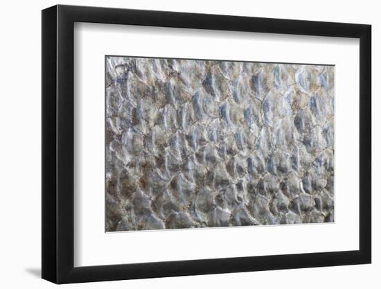 USA, Washington. Detail Abstract of Fish Scales-Don Paulson-Framed Photographic Print