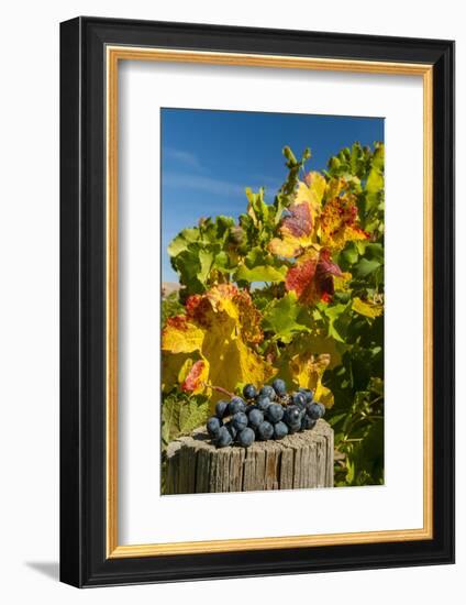 USA, Washington. Harvest of merlot grapes in eastern Washington vineyard.-Richard Duval-Framed Photographic Print
