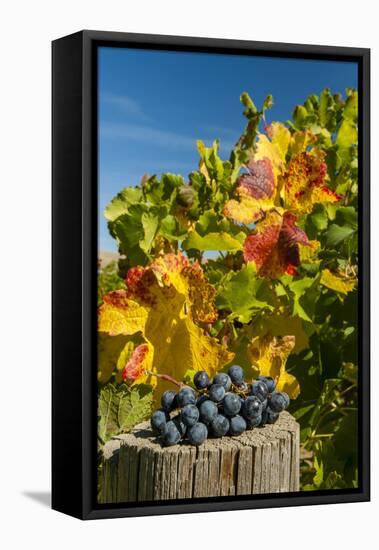 USA, Washington. Harvest of merlot grapes in eastern Washington vineyard.-Richard Duval-Framed Premier Image Canvas