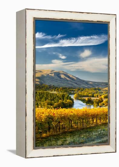 USA, Washington. Harvest Season for Red Mountain Vineyards-Richard Duval-Framed Premier Image Canvas