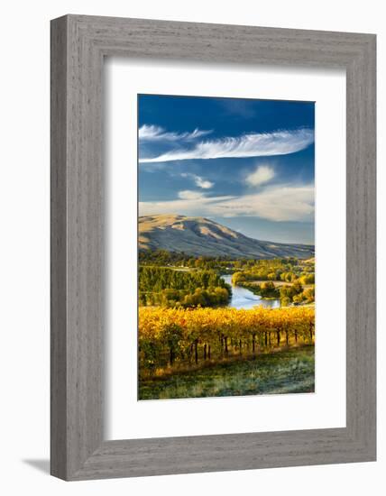 USA, Washington. Harvest Season for Red Mountain Vineyards-Richard Duval-Framed Photographic Print