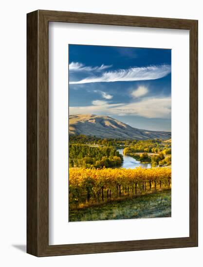 USA, Washington. Harvest Season for Red Mountain Vineyards-Richard Duval-Framed Photographic Print