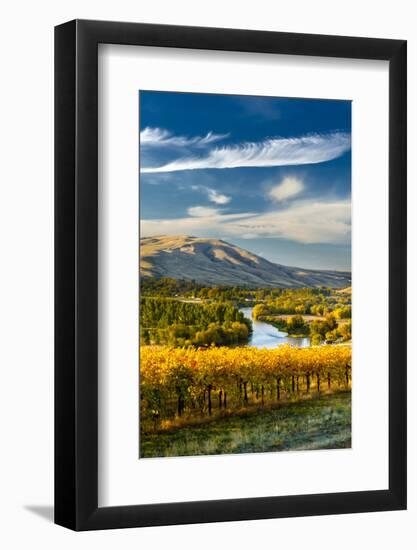 USA, Washington. Harvest Season for Red Mountain Vineyards-Richard Duval-Framed Photographic Print