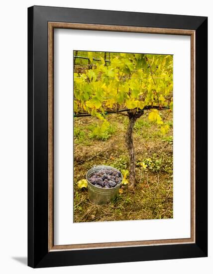 USA, Washington, Klickitat. Workers harvest pinot grapes from a vineyard-Richard Duval-Framed Photographic Print