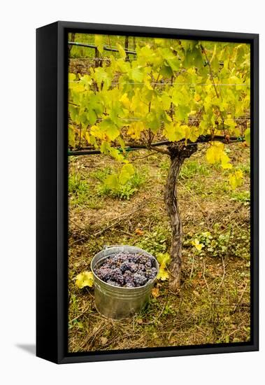 USA, Washington, Klickitat. Workers harvest pinot grapes from a vineyard-Richard Duval-Framed Premier Image Canvas