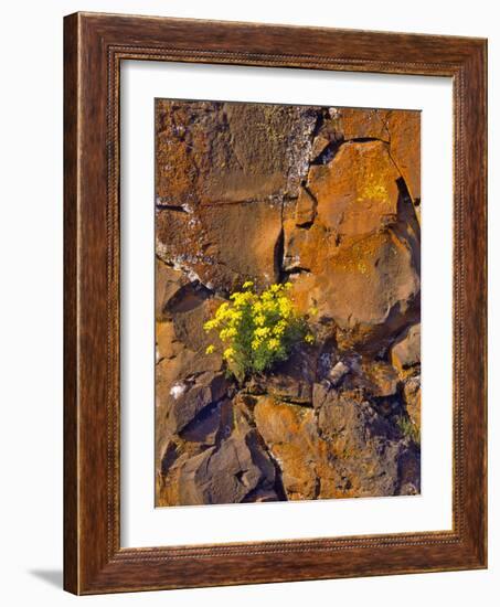 USA, Washington. Lomatium Flowers on Basalt Rocks-Steve Terrill-Framed Photographic Print