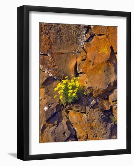 USA, Washington. Lomatium Flowers on Basalt Rocks-Steve Terrill-Framed Photographic Print