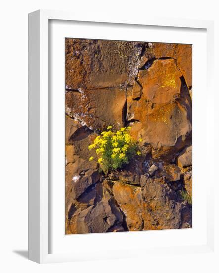 USA, Washington. Lomatium Flowers on Basalt Rocks-Steve Terrill-Framed Photographic Print