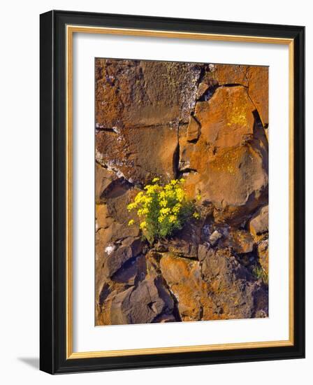 USA, Washington. Lomatium Flowers on Basalt Rocks-Steve Terrill-Framed Photographic Print