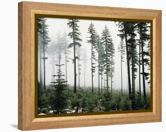 USA, Washington, Managed Forest-Christopher Talbot Frank-Framed Premier Image Canvas