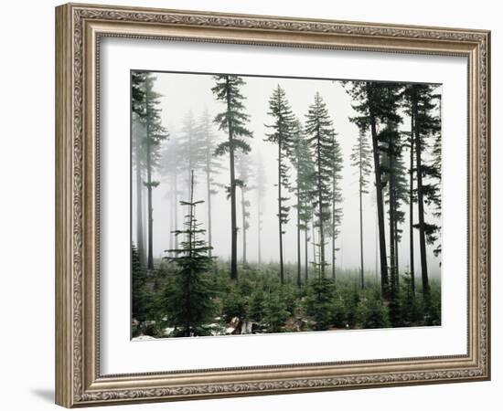 USA, Washington, Managed Forest-Christopher Talbot Frank-Framed Photographic Print