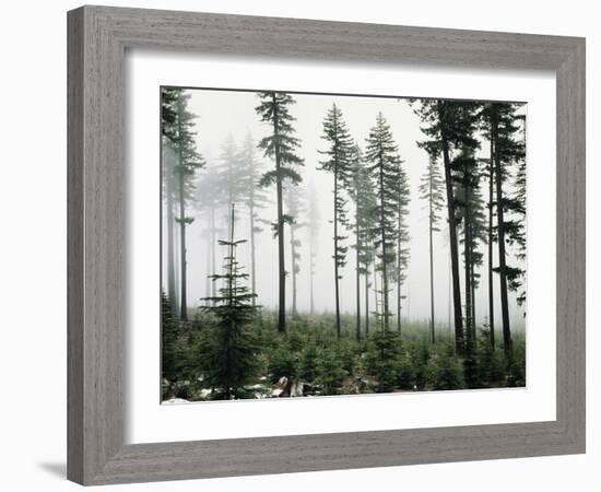 USA, Washington, Managed Forest-Christopher Talbot Frank-Framed Photographic Print