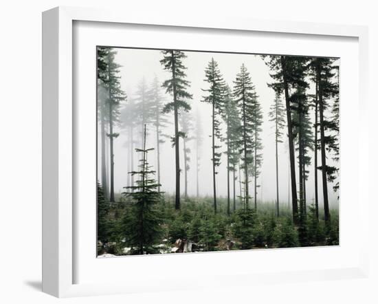 USA, Washington, Managed Forest-Christopher Talbot Frank-Framed Photographic Print