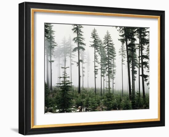 USA, Washington, Managed Forest-Christopher Talbot Frank-Framed Photographic Print