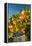 USA, Washington. Merlot Grapes in Eastern Washington Vineyard-Richard Duval-Framed Premier Image Canvas