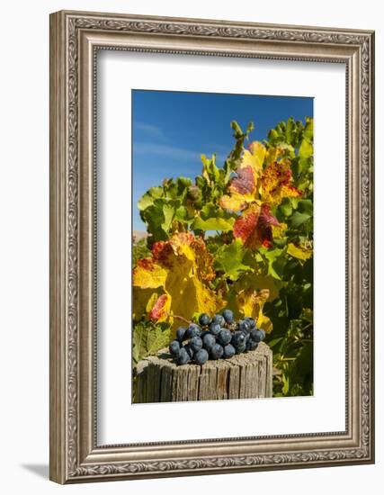 USA, Washington. Merlot Grapes in Eastern Washington Vineyard-Richard Duval-Framed Photographic Print