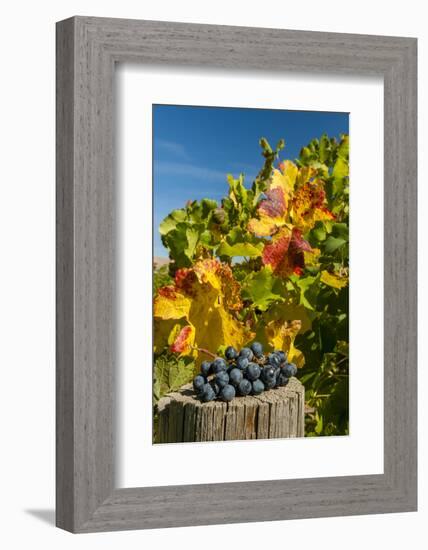 USA, Washington. Merlot Grapes in Eastern Washington Vineyard-Richard Duval-Framed Photographic Print