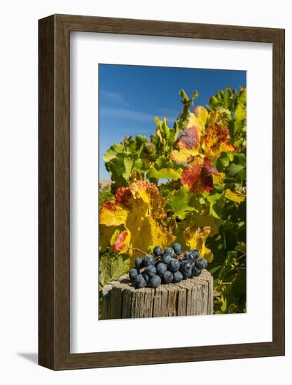 USA, Washington. Merlot Grapes in Eastern Washington Vineyard-Richard Duval-Framed Photographic Print