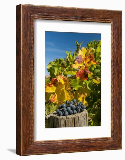 USA, Washington. Merlot Grapes in Eastern Washington Vineyard-Richard Duval-Framed Photographic Print