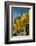 USA, Washington. Merlot Grapes in Eastern Washington Vineyard-Richard Duval-Framed Photographic Print