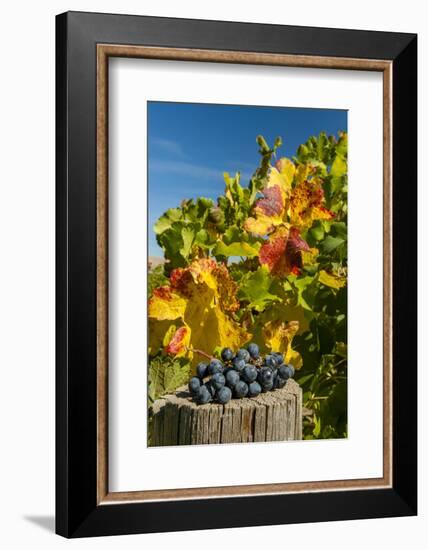 USA, Washington. Merlot Grapes in Eastern Washington Vineyard-Richard Duval-Framed Photographic Print