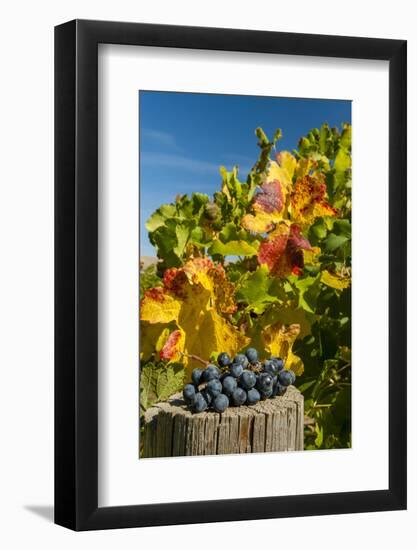 USA, Washington. Merlot Grapes in Eastern Washington Vineyard-Richard Duval-Framed Photographic Print