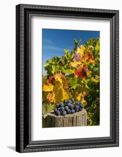 USA, Washington. Merlot Grapes in Eastern Washington Vineyard-Richard Duval-Framed Photographic Print