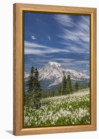 USA, Washington, Mount Rainier NP. Avalanche Lilies and Mount Rainier-Jaynes Gallery-Framed Premier Image Canvas