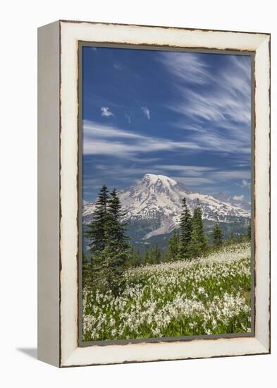 USA, Washington, Mount Rainier NP. Avalanche Lilies and Mount Rainier-Jaynes Gallery-Framed Premier Image Canvas