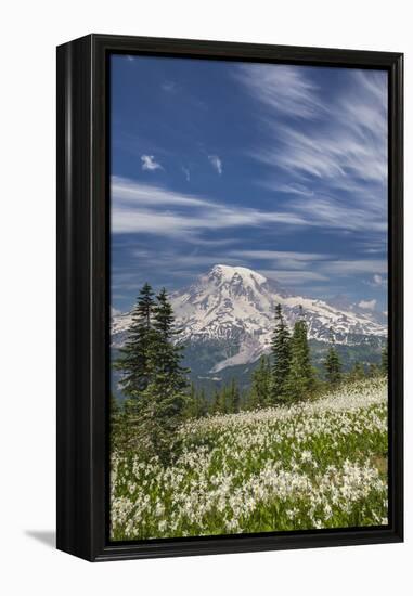 USA, Washington, Mount Rainier NP. Avalanche Lilies and Mount Rainier-Jaynes Gallery-Framed Premier Image Canvas