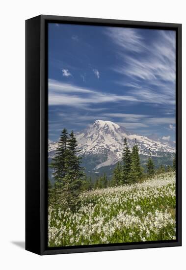 USA, Washington, Mount Rainier NP. Avalanche Lilies and Mount Rainier-Jaynes Gallery-Framed Premier Image Canvas