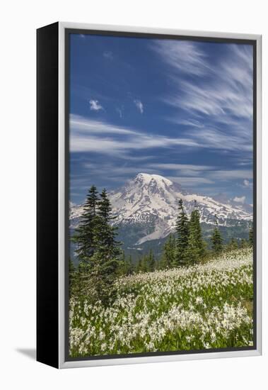 USA, Washington, Mount Rainier NP. Avalanche Lilies and Mount Rainier-Jaynes Gallery-Framed Premier Image Canvas