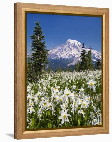 USA, Washington, Mount Rainier NP. Avalanche Lilies and Mount Rainier-Jaynes Gallery-Framed Premier Image Canvas