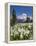 USA, Washington, Mount Rainier NP. Avalanche Lilies and Mount Rainier-Jaynes Gallery-Framed Premier Image Canvas