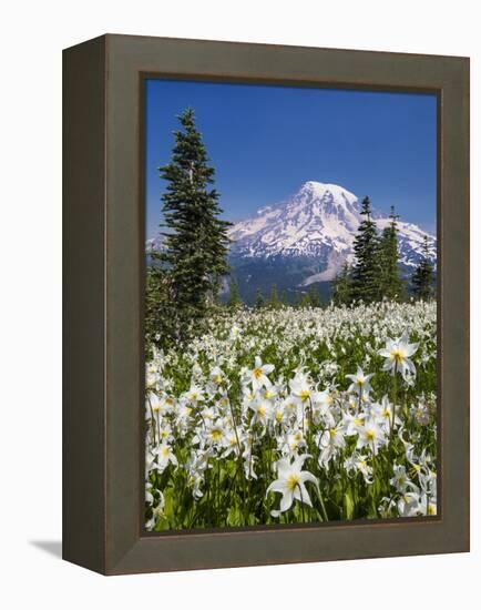 USA, Washington, Mount Rainier NP. Avalanche Lilies and Mount Rainier-Jaynes Gallery-Framed Premier Image Canvas