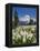 USA, Washington, Mount Rainier NP. Avalanche Lilies and Mount Rainier-Jaynes Gallery-Framed Premier Image Canvas