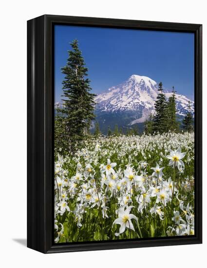 USA, Washington, Mount Rainier NP. Avalanche Lilies and Mount Rainier-Jaynes Gallery-Framed Premier Image Canvas