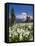 USA, Washington, Mount Rainier NP. Avalanche Lilies and Mount Rainier-Jaynes Gallery-Framed Premier Image Canvas