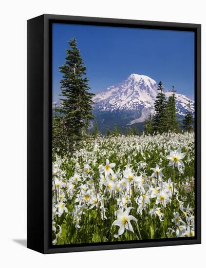 USA, Washington, Mount Rainier NP. Avalanche Lilies and Mount Rainier-Jaynes Gallery-Framed Premier Image Canvas