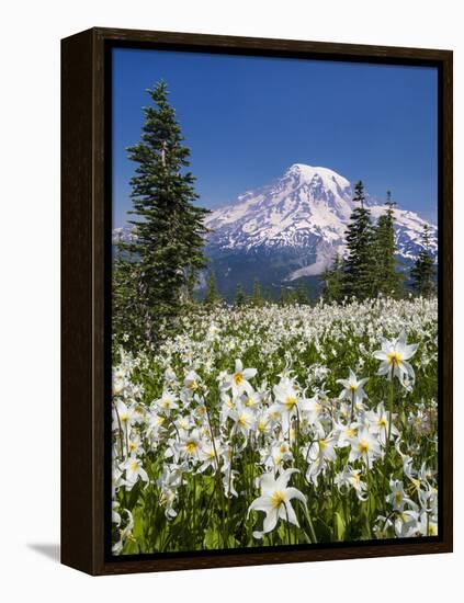 USA, Washington, Mount Rainier NP. Avalanche Lilies and Mount Rainier-Jaynes Gallery-Framed Premier Image Canvas