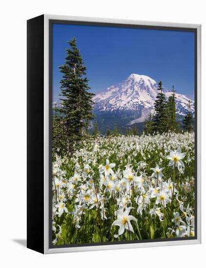 USA, Washington, Mount Rainier NP. Avalanche Lilies and Mount Rainier-Jaynes Gallery-Framed Premier Image Canvas