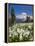 USA, Washington, Mount Rainier NP. Avalanche Lilies and Mount Rainier-Jaynes Gallery-Framed Premier Image Canvas