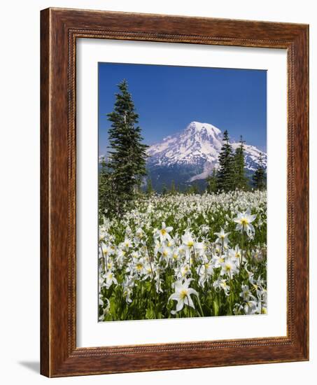 USA, Washington, Mount Rainier NP. Avalanche Lilies and Mount Rainier-Jaynes Gallery-Framed Photographic Print