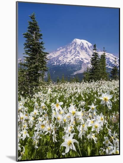 USA, Washington, Mount Rainier NP. Avalanche Lilies and Mount Rainier-Jaynes Gallery-Mounted Photographic Print