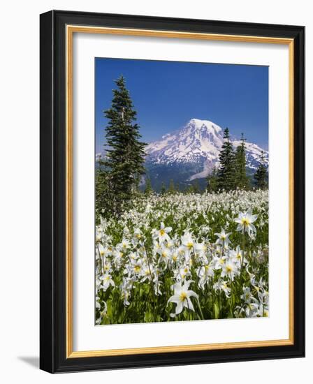 USA, Washington, Mount Rainier NP. Avalanche Lilies and Mount Rainier-Jaynes Gallery-Framed Photographic Print