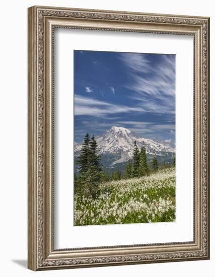 USA, Washington, Mount Rainier NP. Avalanche Lilies and Mount Rainier-Jaynes Gallery-Framed Photographic Print