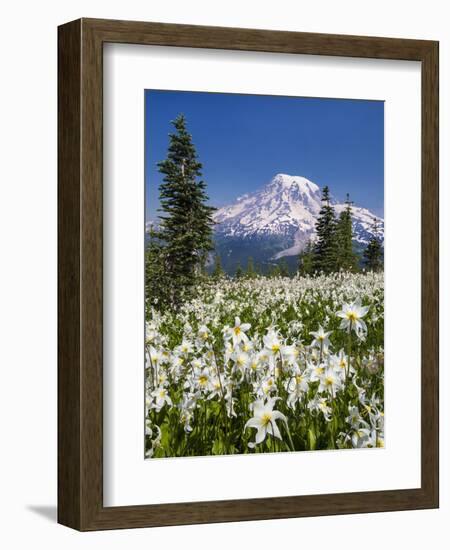 USA, Washington, Mount Rainier NP. Avalanche Lilies and Mount Rainier-Jaynes Gallery-Framed Photographic Print