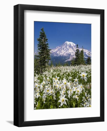 USA, Washington, Mount Rainier NP. Avalanche Lilies and Mount Rainier-Jaynes Gallery-Framed Photographic Print