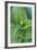 USA, Washington, Mt. Rainier National Park, Corn Lily-Rob Tilley-Framed Photographic Print